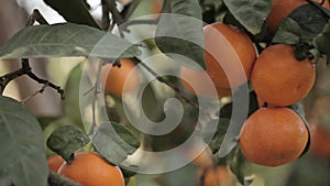 Orange mandarins grow on a tree, green leaves, wind swaying