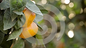 Orange mandarins grow on a tree, green leaves, wind swaying