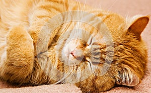 Orange manx cat -