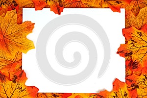 Orange Maple Autumn leaf border with space copy over on white background