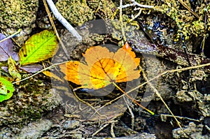 Orange Maple Leaf Floating on the Surface of the River. Crystal Clear Water in a Mountain Stream. Beautiful Autumn Colors