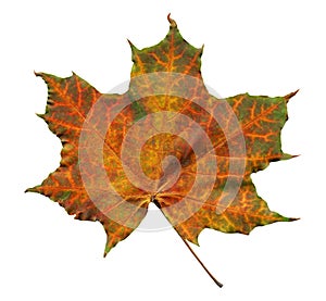 Orange maple leaf with green streaks isolated