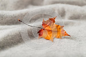 Orange maple leaf  on soft light grey cashmere background with copy space.