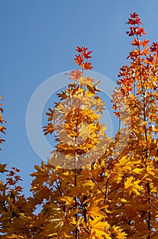 Orange maple leaves against the blue sky. Autumn branches of a maple tree. Autumn