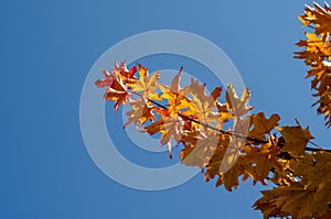 Orange maple leaves against the blue sky. Autumn branches of a maple tree. Autumn