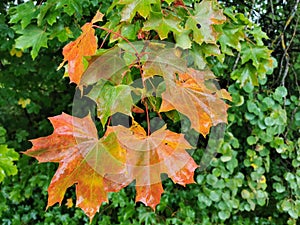 Orange maple leaves in Autumn
