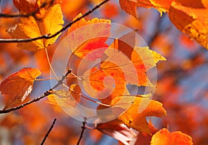Orange Maple Leaves Background