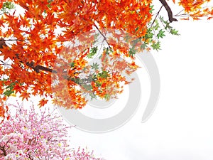 Orange maple leaves and cherry blossom flowers on tree branches