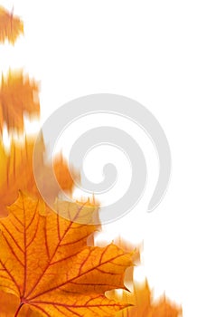 Orange maple leaves collage