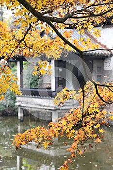 Orange maple leaves with Defocus Chinese ancient architecture background.