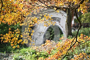 Orange maple leaves with Defocus Chinese ancient architecture background.