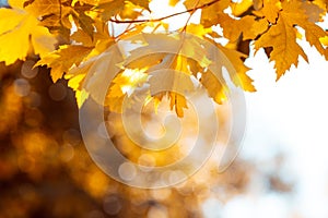 Orange maple leaves on tree against bokeh. Autumn fall background. Colorful foliage