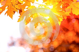Orange maple leaves on tree against sun lights and bokeh. Autumn fall background. Colorful foliage