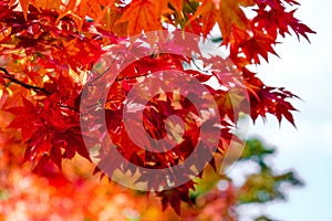 Orange maple tree in autumn season, maple tree branch bright colors in orange, red and yellow in the forest