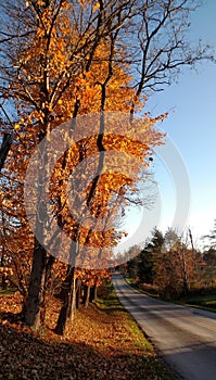 Orange maple trees along a quiet country road on a beautiful Autumn day