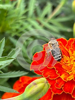 orange marigold, bee on a flower, stinking flowers