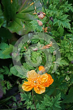 Orange marigold - Calendula officinalis