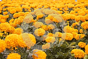 Orange Marigold - Cempasuchil Flower
