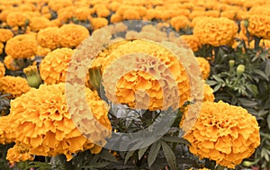 Arancia calendula fiore 