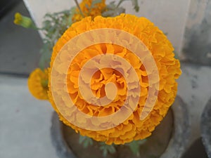 Orange Marigold Flower photo