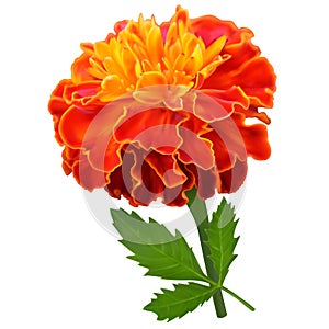 Orange marigold flower