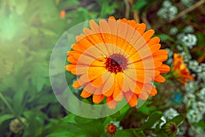 Orange marigold flower after rain
