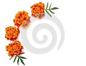 Orange Marigold flower, Tagetes erecta, Mexican marigold, Aztec marigold, African marigold isolated on white background