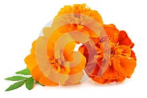 Orange Marigold flower, Tagetes erecta, Mexican marigold, Aztec marigold, African marigold isolated on white background