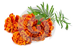 Orange Marigold flower Tagetes erecta, Mexican marigold, Aztec marigold, African marigold Tagetes erecta flower isolated