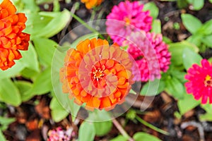 Orange marigold flowers