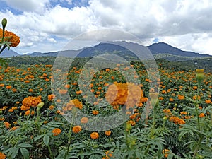 Orange marigold flowers garden view with dramatic sky clouds over mountain. Flowerbed background. Spring or summer flower plants.