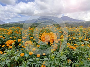 Orange marigold flowers garden view with dramatic sky clouds over mountain. Flowerbed background. Spring or summer flower plants.