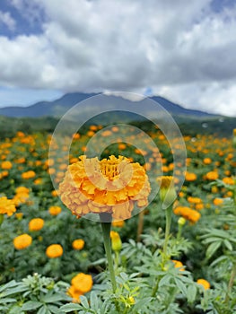 Yellow marigold flowers garden view with dramatic sky clouds over mountain. Flowerbed background. Spring or summer flower plants. photo