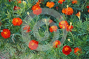 Orange marigold flowers in the gardens on the flowerbed