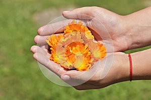 Orange marigold flowers in human hands. Healing herbs. Plucked petals of calendula