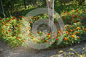 Orange marigold flowers are planted around fruit trees to repel pests in the orchard