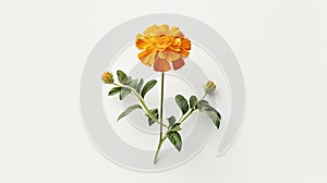 Orange marigold with green leaves. Tagete flower. Generative AI. Illustration for cover, card, postcard, interior design, decor, photo
