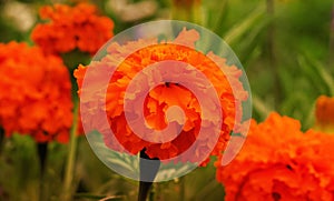 Orange marigold large flowers or tagetes erecta in garden