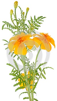 Orange Marigold (Tagetes) Flowers with Buds photo