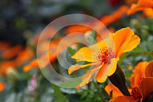 Orange marigold - Tagetes Lucida