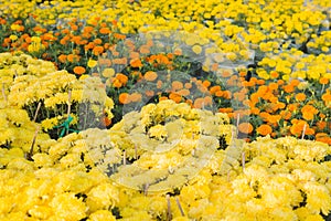 Orange Marigold. Vietnam flower market in Tet holiday/Lunar new year