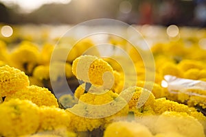 Orange Marigold. Vietnam flower market in Tet holiday/Lunar new year