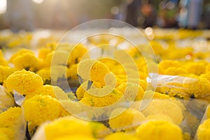 Orange Marigold. Vietnam flower market in Tet holiday/Lunar new year