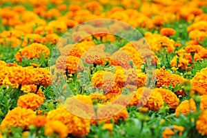 Orange marigolds