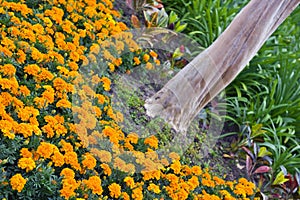 Orange Marigolds around Tree