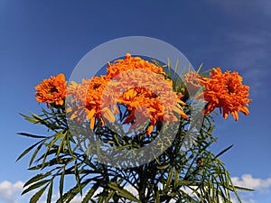 Orange marigolds on blue sky