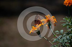 Orange marigolds and a brown butterfly