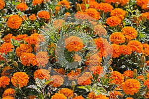 Orange marigolds grow on the lawn