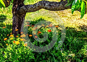 Orange marigolds in the shade of a tree