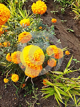 orange marrygold Flower and leaves Marigold merry gold